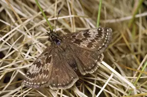 Skipper Prints: Dinky Skipper Butterfly