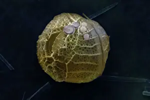 Dinoflagellate