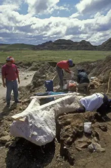 Dinosaur Dig - Tyrannosaurus Rex, pelvis. Wooden frame attached to protect bone - Dinamation International Society Expeditions. Staff & participants