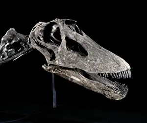 Reconstructions Prints: Dinosaur - Diplodocus skull. Morrison Fm