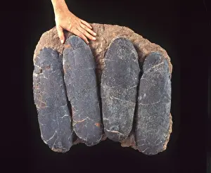 China Prints: Dinosaur eggs, China Macroelongatoolithus xixiaensis (Lee et al)