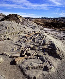 Images Dated 25th April 2008: dinosaur excavation - Hadrosaur bones Hadrosaur bones in situ after excavation