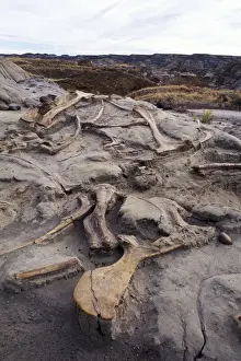 Archaeology Prints: Dinosaur excavation - Hadrosaurs Hadrosaur bones in situ after excavation