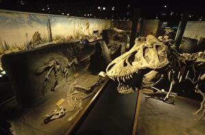 Images Dated 25th April 2008: Dinosaur exhibits at the Royal Tyrrell Museum of Paleontology, Drumheller, Alberta