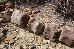 Images Dated 13th September 2005: Dinosaur Fossil - young vertebrae (possibly Ceratopsian) late Cretaceous, Mexico