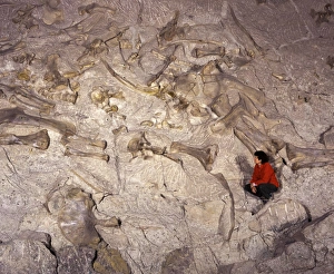 Images Dated 25th April 2008: Dinosaur National Monument, Utah, USA Apatosaurus and Diplodocus bones exposed on the quarry face
