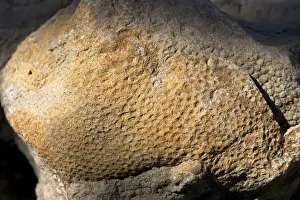 Hadrosaur Prints: Dinosaur - skin impression of a Hadrosaur ('Duck-billed dinosaur')