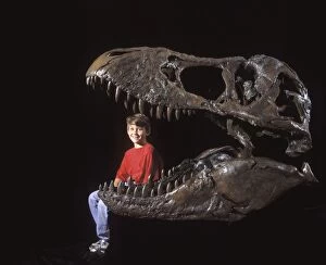 Boys Gallery: Dinosaur - Skull of Tyrannosaurus rex, with boy