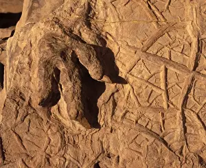 Footprints Prints: Dinosaur track (Dinosaur footprint) Dinosaur Discovery Center