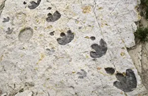 Dinosaur Tracks - early Cretaceous, Ornithopod. Denver Colorado, USA