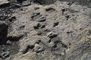 Images Dated 19th May 2008: Dinosaur Tracks: Ornithopod dinosaur tracks Dakota Formation