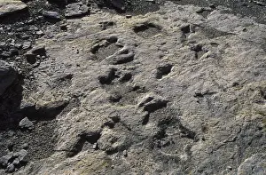 Footprints Prints: Dinosaur Tracks: Ornithopod dinosaur tracks Dakota Formation