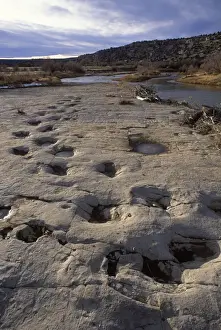 Dinosaur tracks Trackway of Apatosaurus (Brontosaur), exposed on a slab of rock. Morrison Formation, Upper Jurassic. Picketwire (Purgatoire) Canyonlands, Comanche National Forest, Eastern Colorado