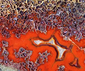 Patterns Prints: Dinosaurs - Agatized bone Close-up of a polished section of a Sauropod dinosaur bone from the Morrison Formation