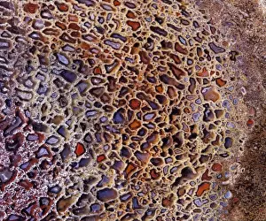 Dinosaurs - Agatized bone Close-up of a polished section of a Sauropod dinosaur bone from the Morrison Formation (Upper Jurassic) of Colorado. Original photograph on 6x7 cm film at x 1 reproduction ratio