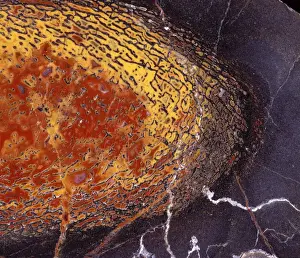 Dinosaurs - Agatized bone Close-up of a polished section of a Sauropod dinosaur bone from the Morrison Formation (Upper Jurassic) of Colorado