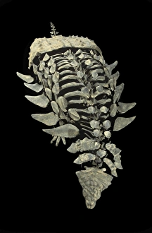 Images Dated 25th April 2008: Dinosaurs: Ankylosaurs (Armored dinosaurs) Ankylosaur from the Morrison Formation