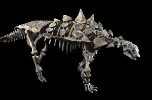 Images Dated 25th April 2008: Dinosaurs: Ankylosaurs (armored dinosaurs) Juvenile Ankylosaur (armored dinosaur)