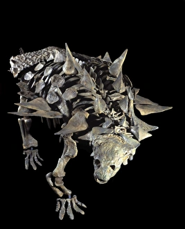 Images Dated 25th April 2008: Dinosaurs: Ankylosaurs (armored dinosaurs) Juvenile Ankylosaur (armored dinosaur)