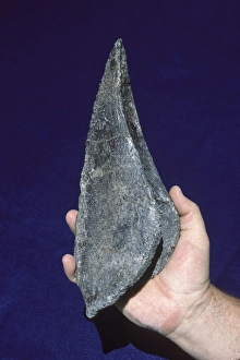 Images Dated 25th April 2008: Dinosaurs - Ankylosaurs - Armored dinosaurs, an ankylosaur from the Morrison Formation (Jurassic)