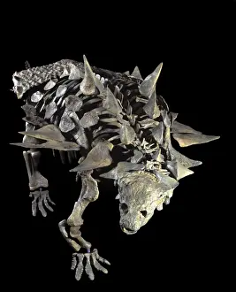 Dinosaurs: Ankylosaurs (armored dinosaurs) Juvenile Ankylosaur (armored dinosaur) of the Lower Cretaceous, Utah, USA Size skeleton: length: 11. 5 ft; H: 41 inches Reconstruction: Robert Gaston, Gaston Design