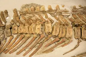 Reconstructions Prints: Dinosaurs: caudal vertebrae of a Hadrosaur ('Duck-billed dinosaur') Note the tendons on the upper part