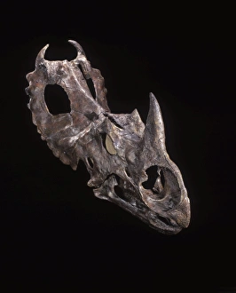 Images Dated 25th April 2008: Dinosaurs - Ceratopsians Horned dinosaur of the Judith River Formation, Upper Cretaceous