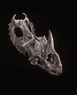 Dinosaurs - Ceratopsians Horned dinosaur of the Judith River Formation, Upper Cretaceous, Dinosaur Provincial Park, Alberta, Canada. Specimen courtesy Dinamation International Society. Photogaph © Francois Gohier