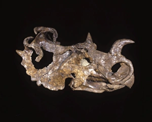 Images Dated 25th April 2008: Dinosaurs - Ceratopsians - Horned dinosaurs Cretaceous, Alberta, Canada Caption must indicate