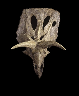 Images Dated 25th April 2008: Dinosaurs - Ceratopsians - Horned dinosaurs. Cretaceous, Alberta, Canada