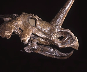 Images Dated 25th April 2008: Dinosaurs - Ceratopsians - Horned dinosaurs Cretaceous, Alberta, Canada Caption must mention