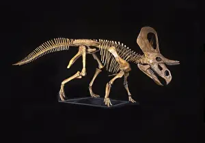 Reconstructions Prints: Dinosaurs - Ceratopsians - Horned dinosaurs - Zuniceratops Discovered in 1996 by 8-year-old Christopher Wolfe