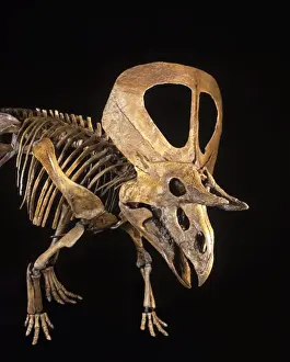 Dinosaurs - Ceratopsians - Horned dinosaurs - Zuniceratops Discovered in 1996 by 8-year-old Christopher Wolfe, son of paleontologist Douglas G. Wolfe. Described and named in 1998 (Wolfe, D)