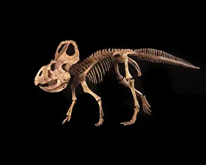 Reconstructions Prints: Dinosaurs - Ceratopsians - Protoceratops Cretaceous