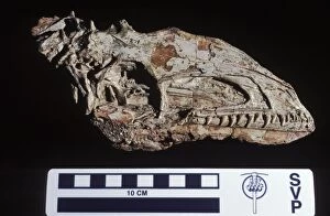 Images Dated 25th April 2008: Dinosaurs: Coelophysis, a small Theropod (carnivorous dinosaur) of the Late Triassic