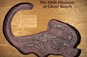 Dinosaurs: Coelophysis, a small Theropod (carnivorous dinosaur) of the Late Triassic. Triassic, Chinle Formation, Ghost Ranch, New Mexico, USA Coelophysis was a small carnivorous dinosaur