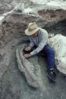 Palaeontologists Prints: Dinosaurs - Digs Species: Allosaurus Peter Mygatt cleaning around an Allosaurus rib at the Mygatt-Moore Quarry