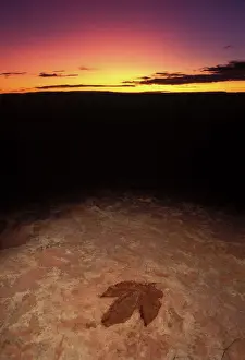 Dusk Prints: Dinosaurs: footprint of a Theropod dinosaur (meat eater dinosaur)