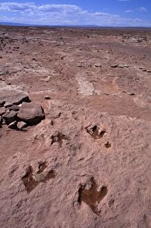 Images Dated 19th May 2008: Dinosaurs: footprint of Theropod dinosaurs (meat eater dinosaurs)