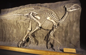 Images Dated 25th April 2008: Dinosaurs - Hadrosaurs - (Duck-billed dinosaurs) Late Cretaceous of Dinosaur Provincial Park