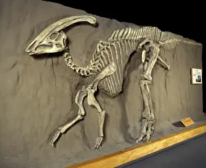 Museum Prints: Dinosaurs - Hadrosaurs - Parasaurolophus Late Cretaceous