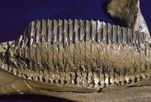 Images Dated 19th May 2008: Dinosaurs - Hadrosaurs teeth Cretaceous, Montana, USA, and Alberta