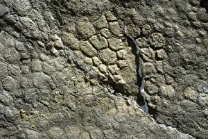 Hadrosaurs Prints: Dinosaurs - Impression of skin of a Hadrosaur