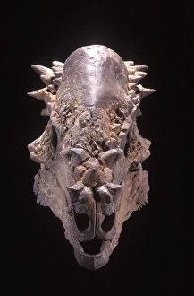 Images Dated 25th April 2008: Dinosaurs: Pachycephalosaurus skull Family: Pachycephalosauridae Two-legged plant-eater 15 feet