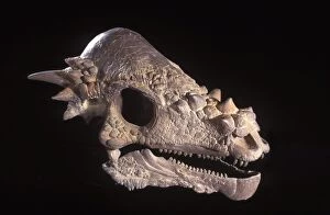 Extinct Collection: Dinosaurs: Pachycephalosaurus skull Family: Pachycephalosauridae Two-legged plant-eater 15 feet