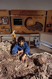 Archaeology Prints: Dinosaurs - paleontologist Lynett Gillette examines bones of the dinosaur Coelophysis Coelophysis was a small