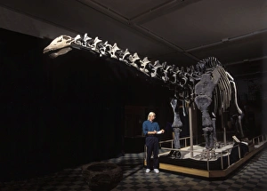 Images Dated 25th April 2008: Dinosaurs - Sauropods Apatosaurus (formerly known as Brontosaurus). Jurassic
