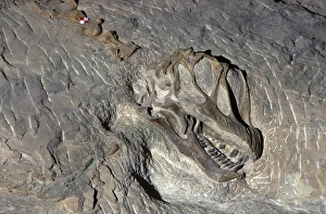 Images Dated 25th April 2008: Dinosaurs - Sauropods - Camarasaurus: skull Skull exposed in the quarry face at Dinosaur National