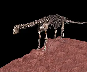 Reconstructions Prints: Dinosaurs - Sauropods: Camarasaurus Sauropod of the Morrison Formation
