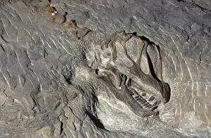 Dinosaurs - Sauropods - Camarasaurus: skull Skull exposed in the quarry face at Dinosaur National Monument, Utah, USA. Morrison Formation, Upper Jurassic. (As of 2007)